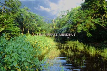 Mendikus_019